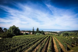 Magical Sintra & Colares’ Wines