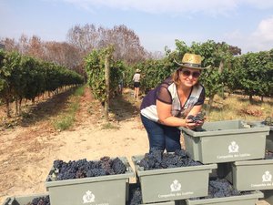 Wine Harvest at Lezirias do Tejo- only 1 hour from Lisbon
