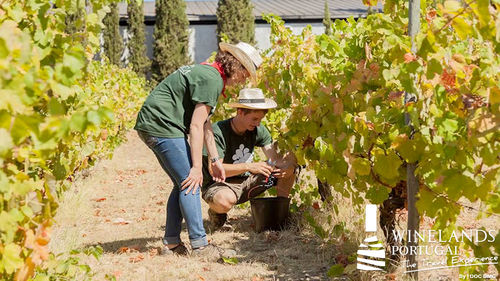 Wineharvest and traditional barefoot grape stomping at Quinta da Pacheca in the Douro